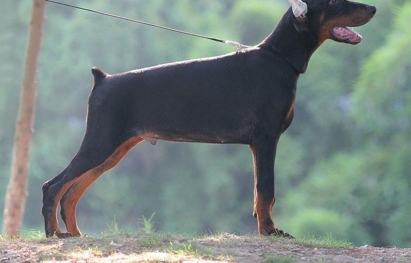 精品杜宾犬热销中 专业繁殖宝宝健康 三年联保协议